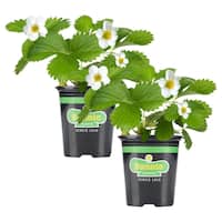 Landscaping & Live Goods On Sale from $9.88 Deals